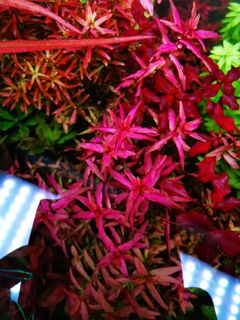 (Category: ) located in . Submitted by collectoraquatics (Listing ID 1071534895, Image 1). Description: .