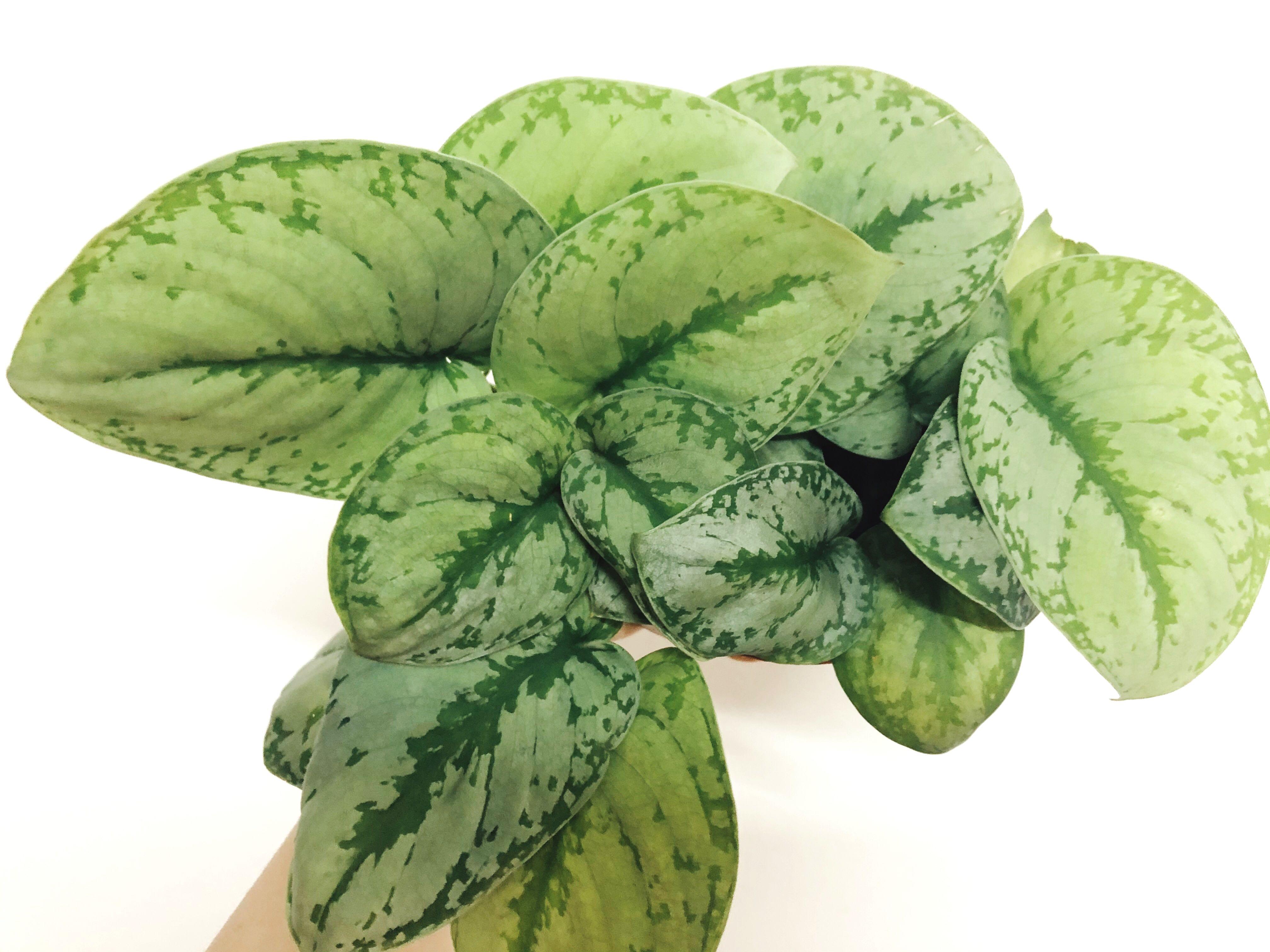 Scindapsus Silver Splash Bushy Big Leaves Home Furniture Gardening On Carousell