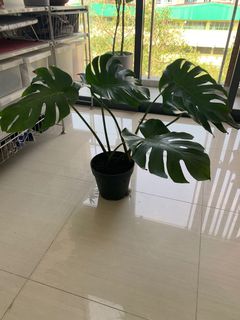 (Category: ) located in . Submitted by designer.gardener (Listing ID 1071728510, Image 1). Description: .