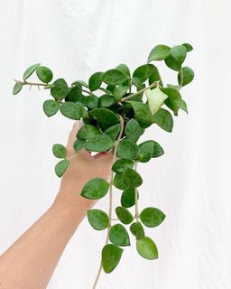 （分類：）位於 。 由 thegreenroom 提交（商品編號 1071805293，圖片 1）。簡介： 。