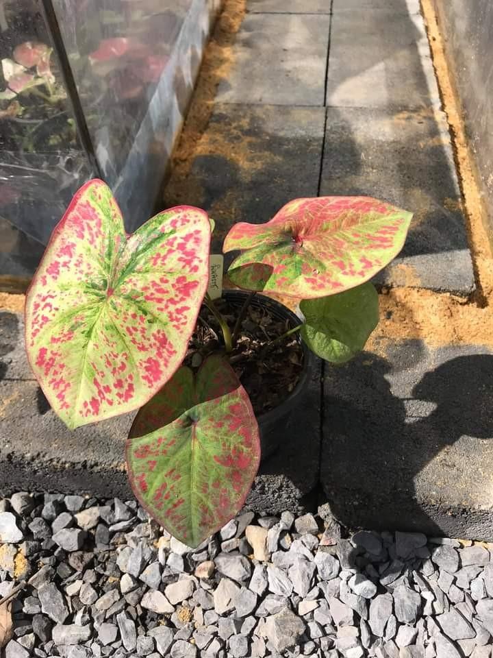 Keladi Thai Leopard Home Furniture Gardening On Carousell