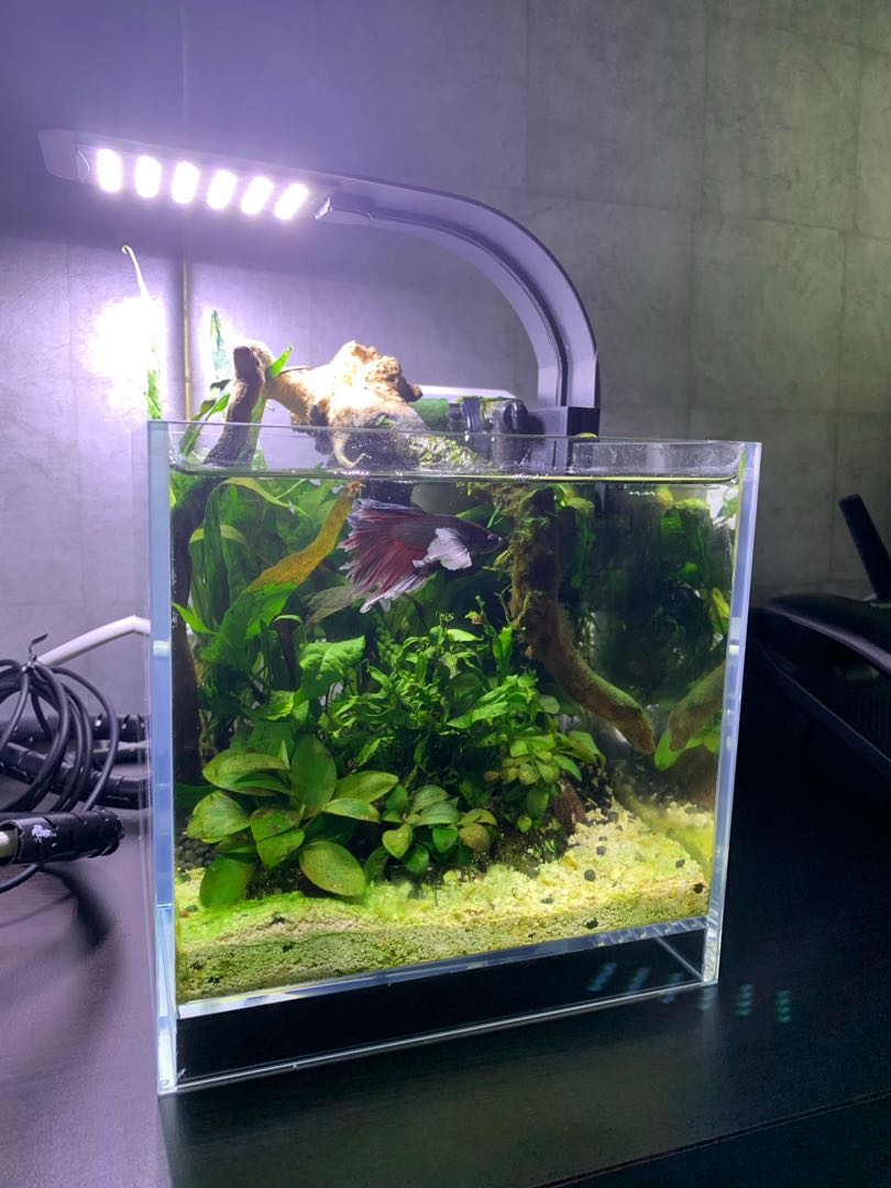 low tech planted betta tank, Pet Supplies, Homes & Other Pet Accessories on  Carousell
