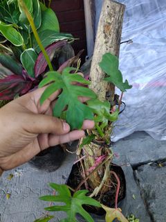 (Category: ) located in . Submitted by diyandel (Listing ID 1071771985, Image 1). Description: .
