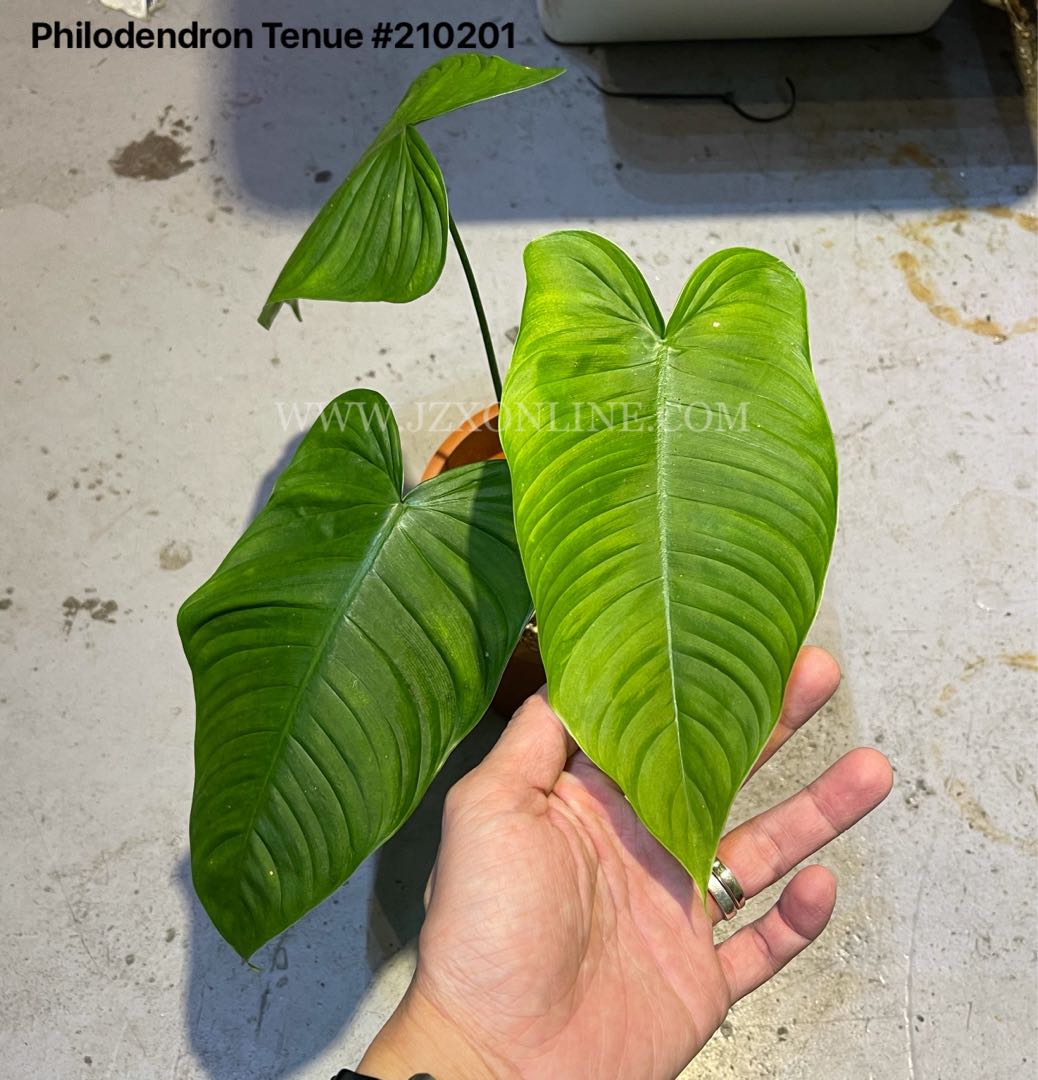 Philodendron Tenue 210201 Furniture Home Living Gardening Plants Seeds On Carousell
