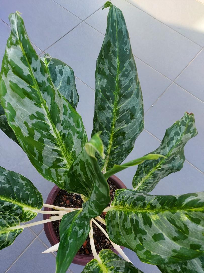Rare Xl Big Pot Aglaonema Peacock Home Furniture Gardening On Carousell