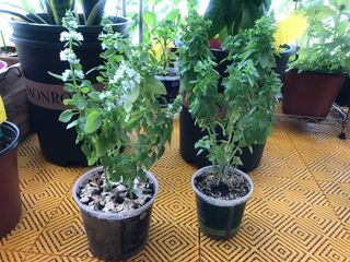 （分類：）位於 。 由 bigsisdodo 提交（商品編號 1072008840，圖片 1）。簡介： 。
