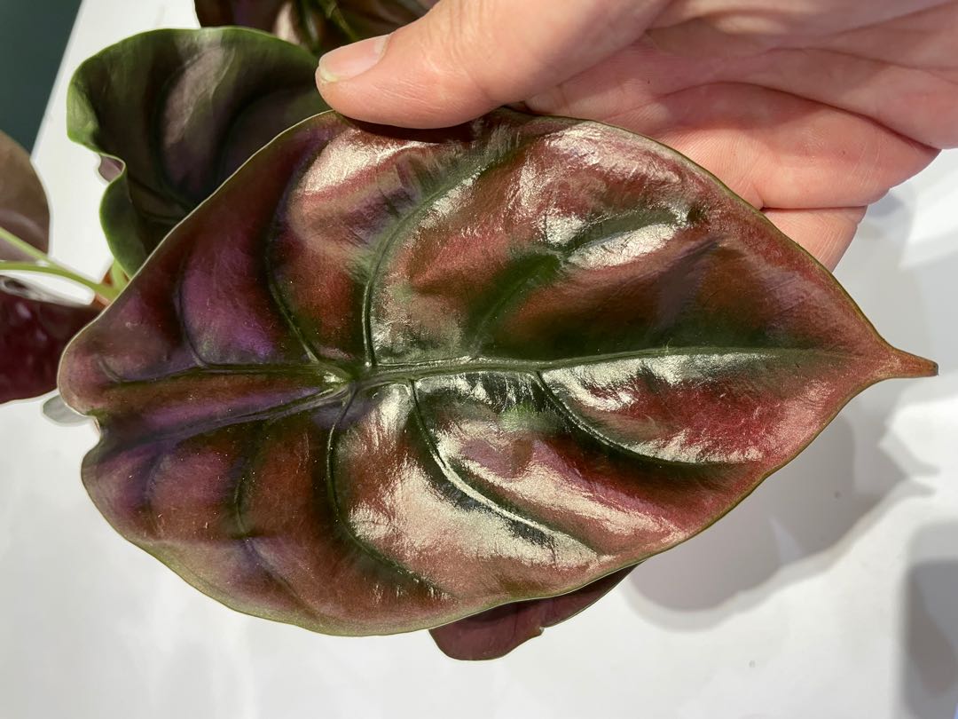 Alocasia Cuprea Red Secret Furniture Home Living Gardening Plants Seeds On Carousell