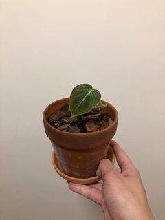 （分類：）位於 。 由 ronboss120 提交（商品編號 1072008630，圖片 1）。簡介： 。