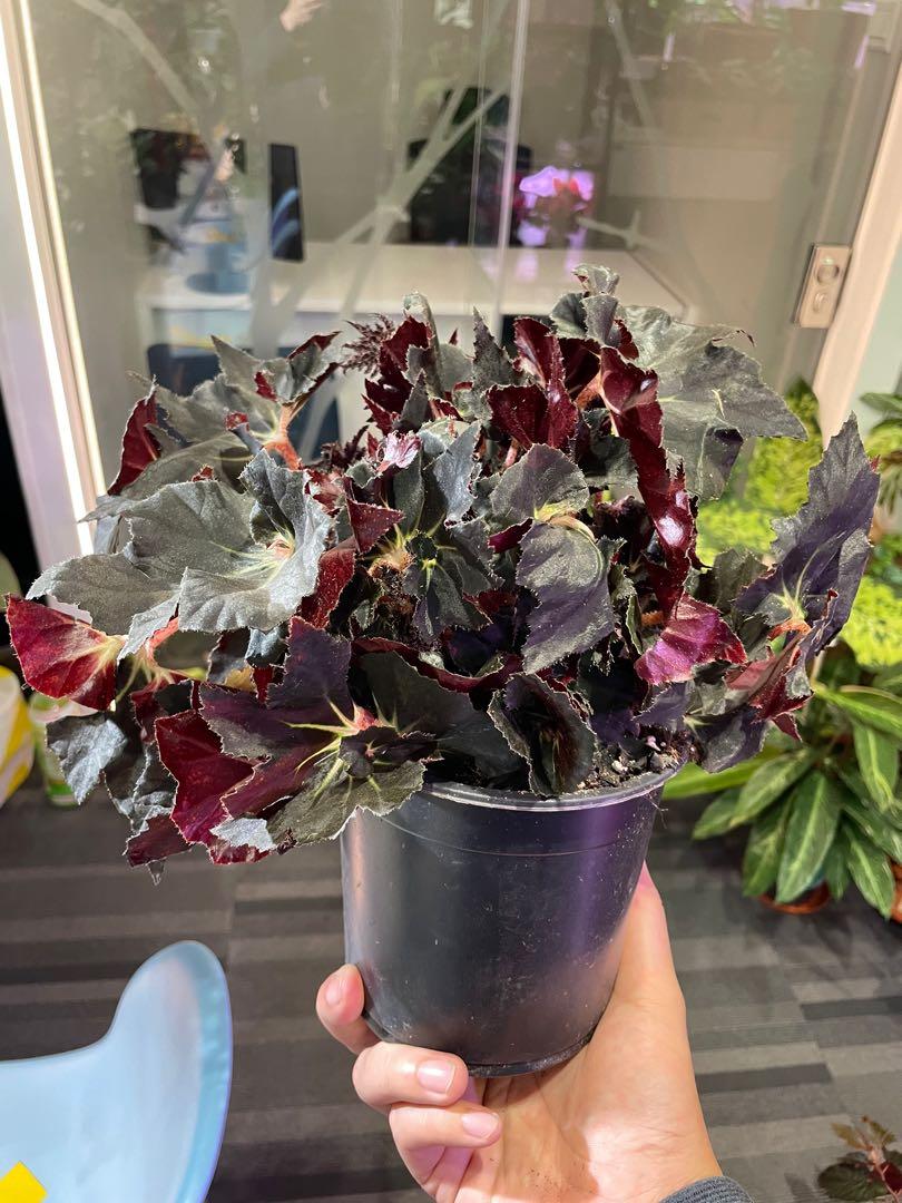 Begonia black fang, Furniture & Home Living, Gardening, Plants & Seeds ...