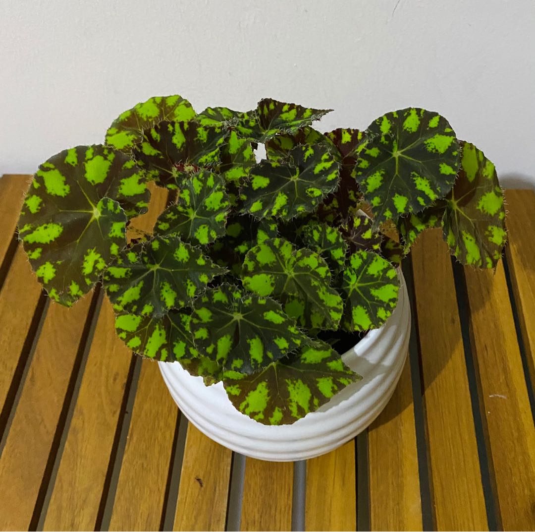 Begonia Tiger Paws Eyelash Begonia Furniture Home Living Gardening Plants Seeds On Carousell