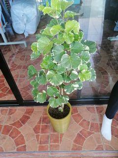 Coffee tree (bonsai)