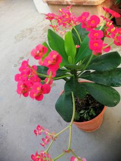 (Category: ) located in . Submitted by amdalao (Listing ID 1071941772, Image 1). Description: .