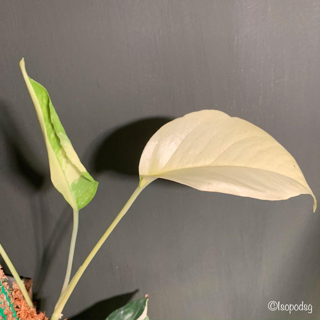 Epipremnum Pinnatum 'Yellow Variegated, Furniture & Home Living, Gardening,  Plants & Seeds on Carousell