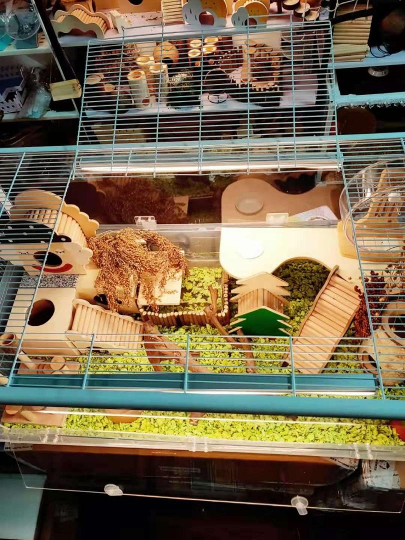 russian blue cat prices