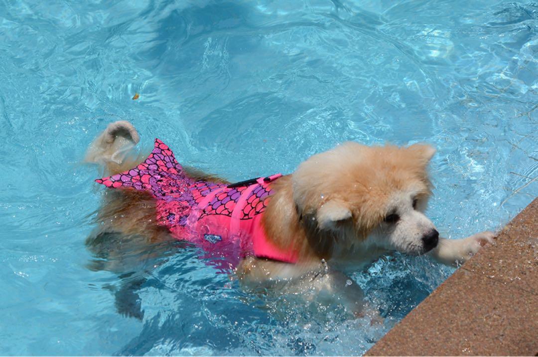 L.D Dog life jacket Carousell