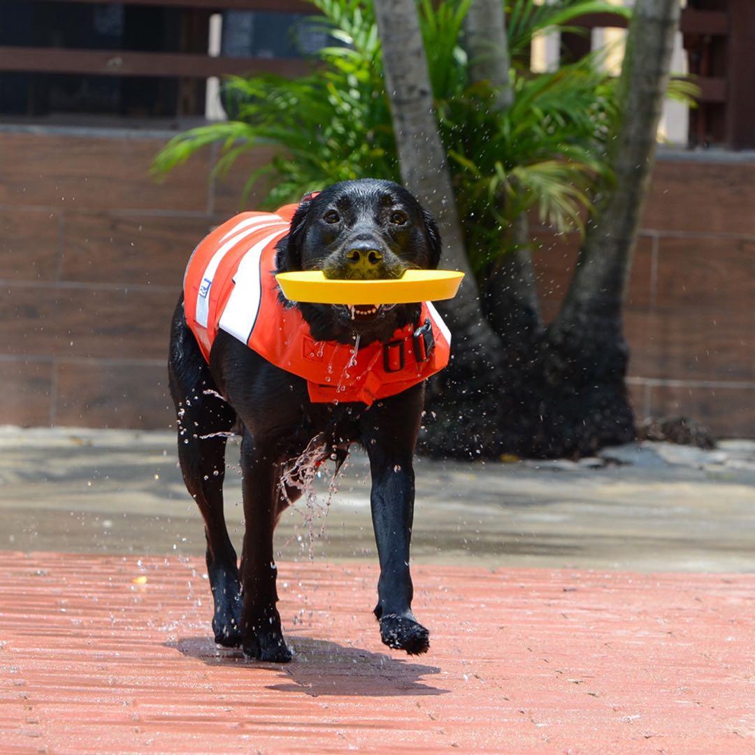 Ld dog shop life jacket