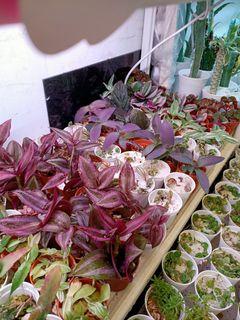 Mini succulent, 🌵  ,mini plants at Bukit timah shopping center 01-02a downtown line at beauty world stand 2min walk to my shop besides uob open 10am to 7pm Sunday till 6pm thank (4 pots for $10 )