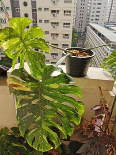 (Category: ) located in . Submitted by mingkuang (Listing ID 1071940971, Image 1). Description: .