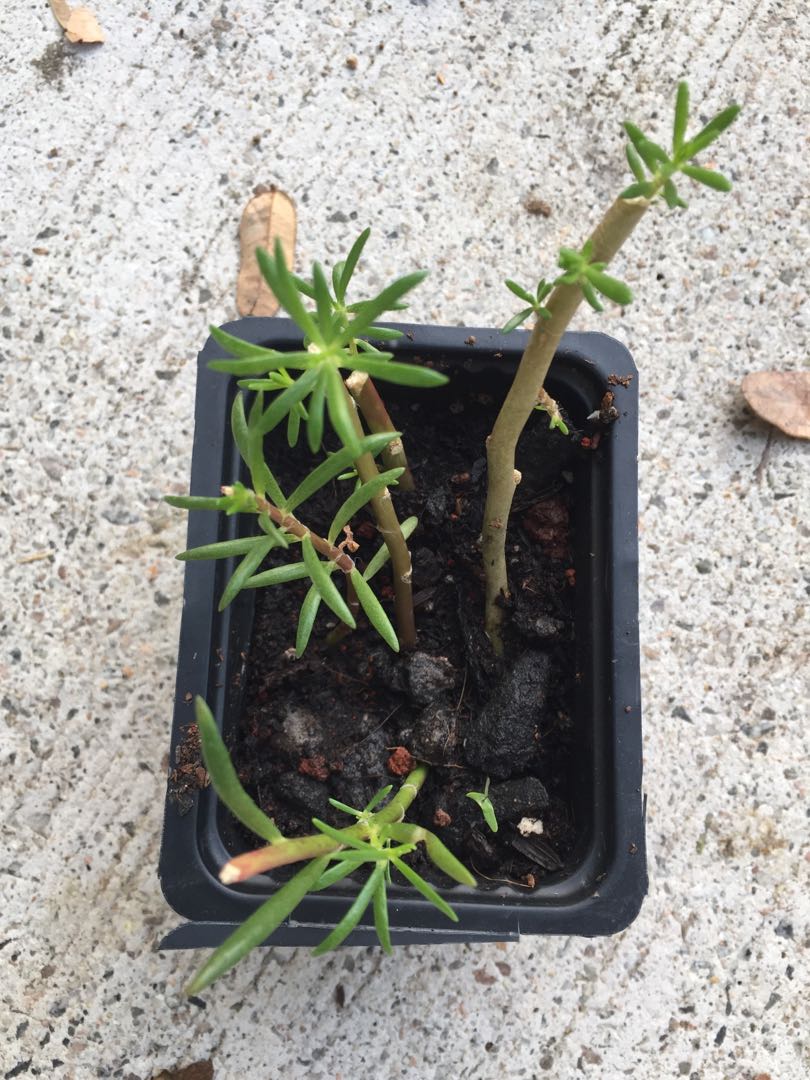 Moss Rose Cuttings Rooted Gardening Plants On Carousell