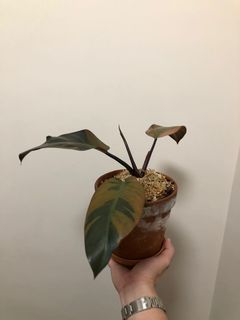 （分類：）位於 。 由 ronboss120 提交（商品編號 1072009584，圖片 1）。簡介： 。