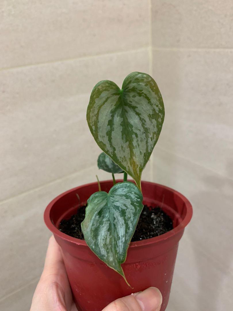 Philodendron Branditianum (Category: Plants & Seeds) located in Quezon City. Submitted by polnkel (Listing ID 1072061973, Image 1). Description: .