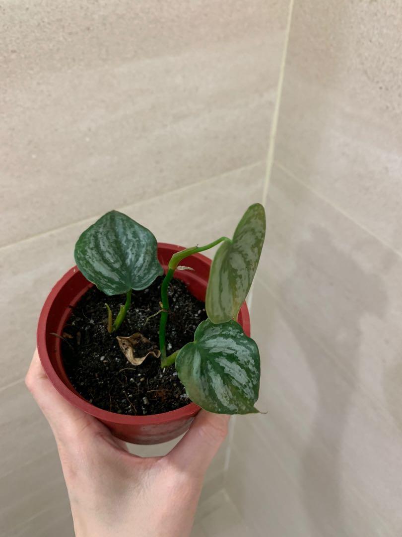 Philodendron Branditianum (Category: Plants & Seeds) located in Quezon City. Submitted by polnkel (Listing ID 1072061973, Image 2). Description: .