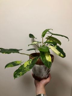 （分類：）位於 。 由 ronboss120 提交（商品編號 1072009218，圖片 1）。簡介： 。