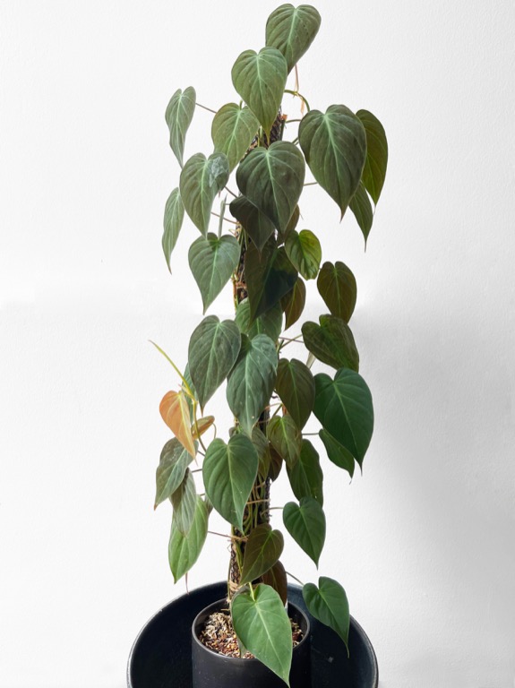 Philodendron Micans Large Form Furniture Home Living Gardening Plants Seeds On Carousell