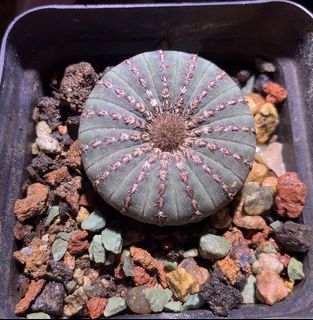 （分類：）位於 。 由 planting.buzz 提交（商品編號 1072309371，圖片 1）。簡介： 。