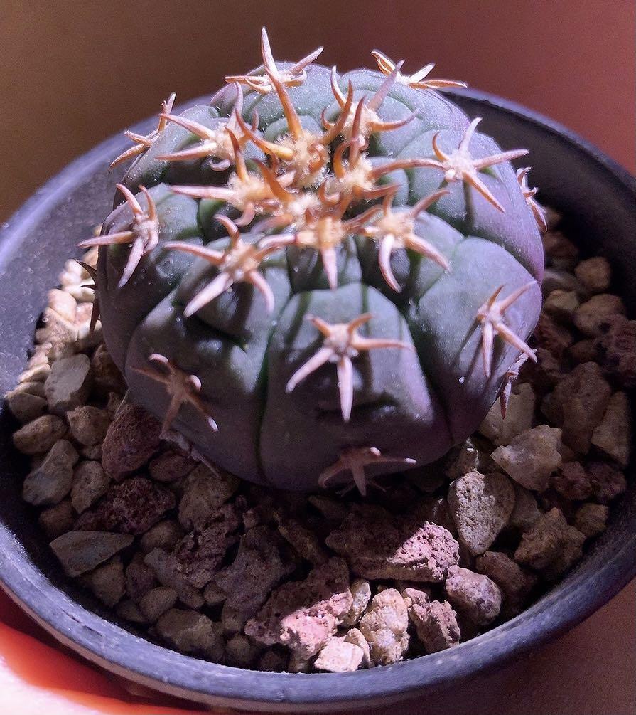 貓爪天平仙人球多肉植物succulent 傢俬 家居 園藝 植物及種子 Carousell