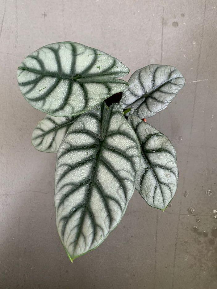 Alocasia Silver Dragon Furniture Home Living Gardening Plants Seeds On Carousell