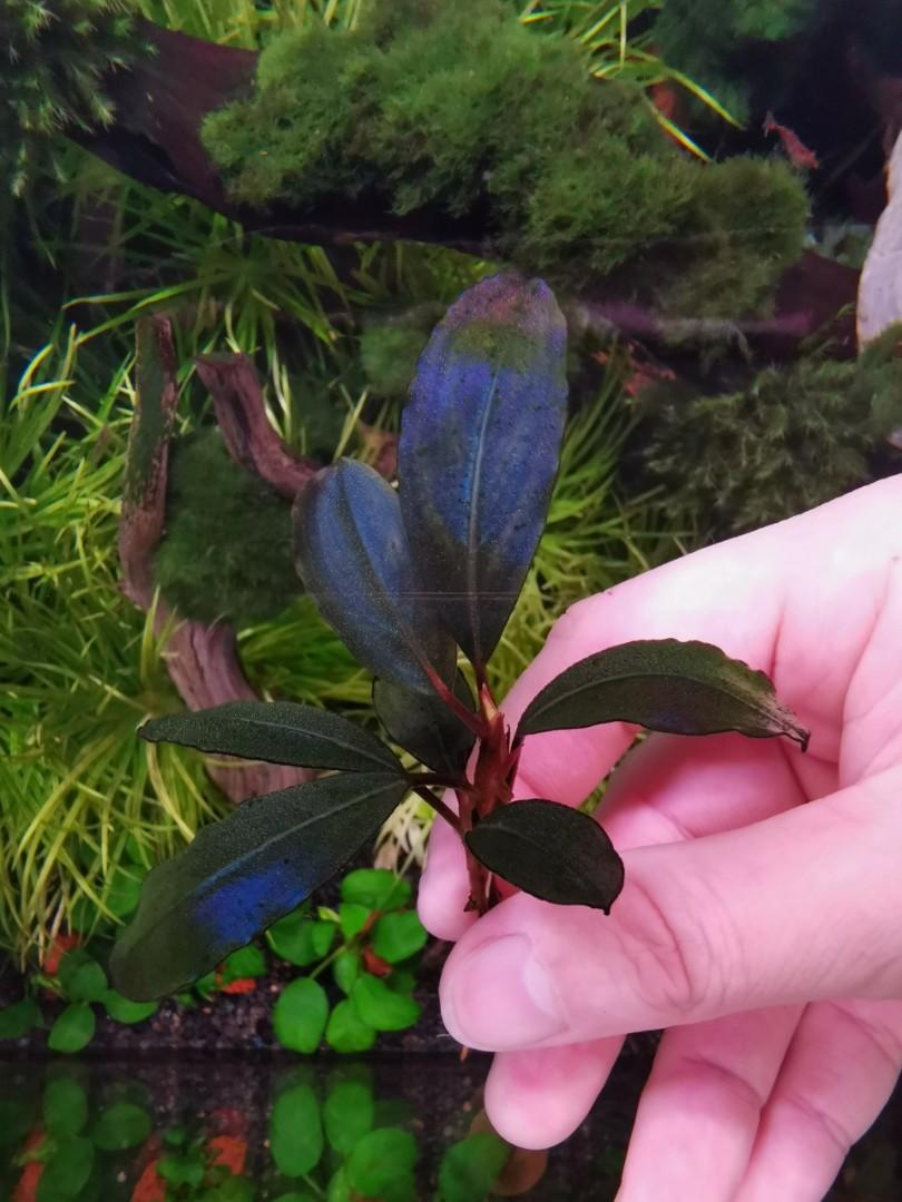 Bucephalandra sp.”Theia blue”Kn Bucephalandra Theia Blue Type 2 : r/PlantedTank