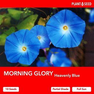 Morning Glory Flower Seeds [10 Seeds]