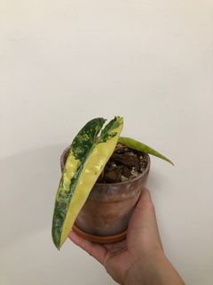 （分類：）位於 。 由 ronboss120 提交（商品編號 1072315258，圖片 1）。簡介： 。