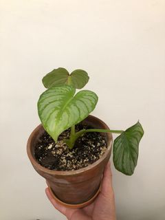 （分類：）位於 。 由 ronboss120 提交（商品編號 1072315160，圖片 1）。簡介： 。
