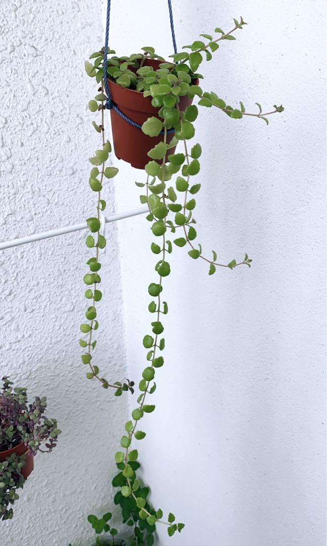 Tangled Heart Live Plant Home Furniture Gardening On Carousell Tangled Heart Live Plant Home Furniture Gardening On Carousell
