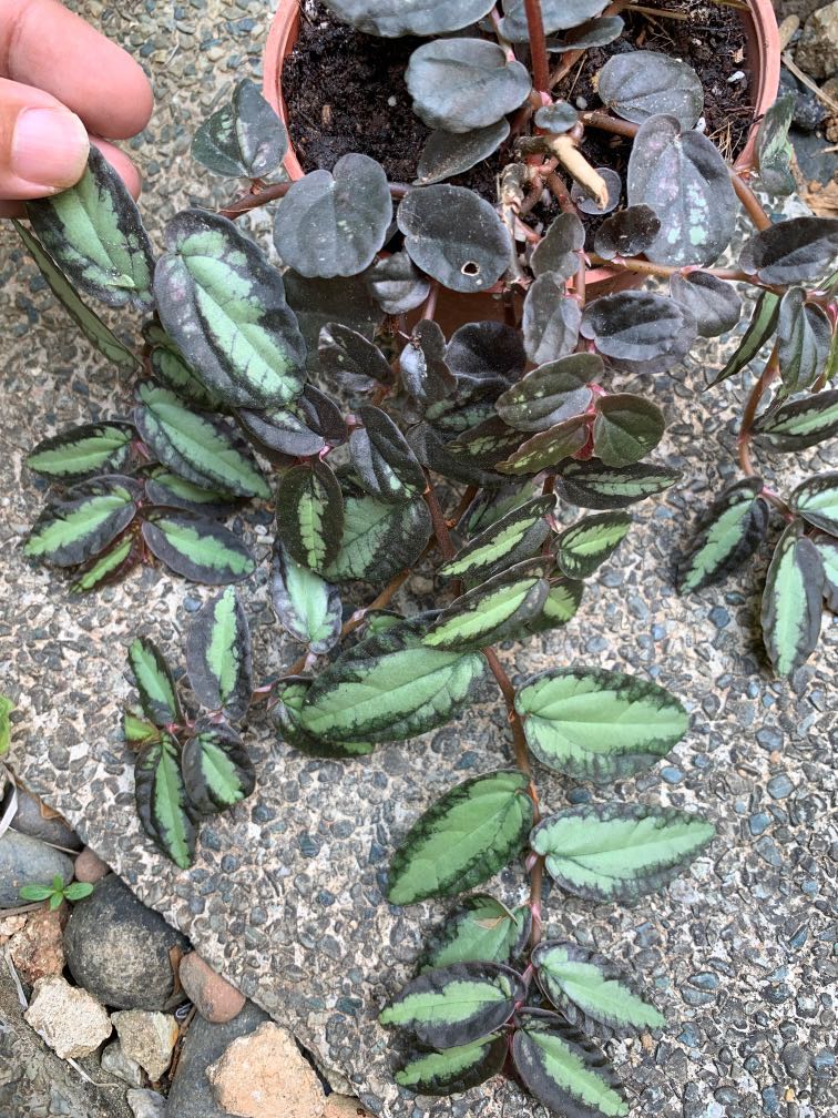 10 Varieties Of Begonias For Gardens And Containers