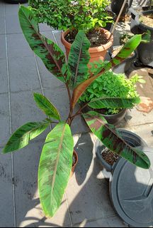 (Category: ) located in . Submitted by gchoong63 (Listing ID 1067144214, Image 1). Description: .
