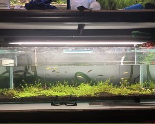 (Category: ) located in . Submitted by joemumma (Listing ID 1067341296, Image 1). Description: .