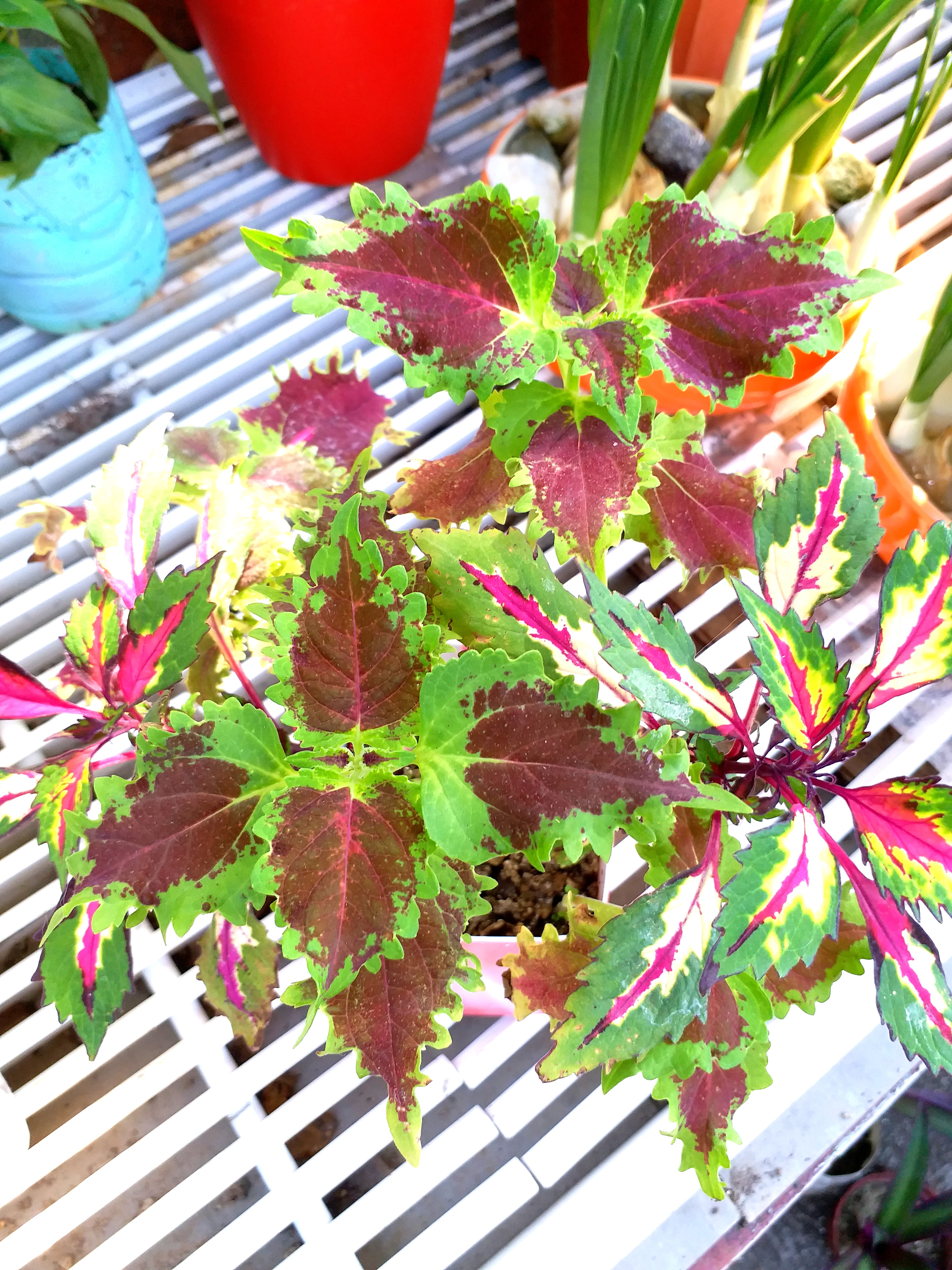 彩葉草洋紫蘇紅葉植物兩個品種容易種室內室外盆栽indoor Outdoor Plant Coleus 傢俬 家居 家居裝飾 人工植物盆栽 Carousell