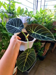 (Category: ) located in . Submitted by graceboniao (Listing ID 1067423798, Image 1). Description: .