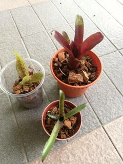 (Category: ) located in . Submitted by newplant (Listing ID 1067475498, Image 1). Description: .