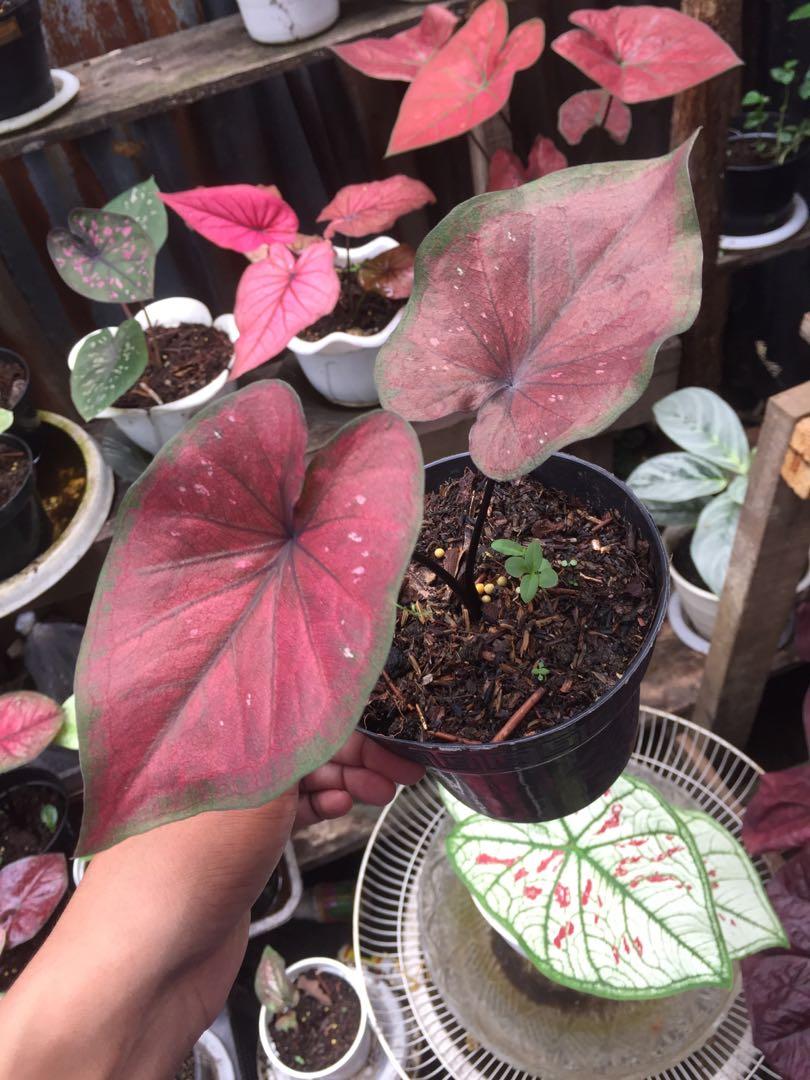 Caladium Dealova Perkebunan On Carousell