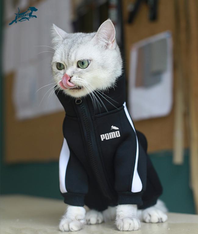 Fashion cat Clothes