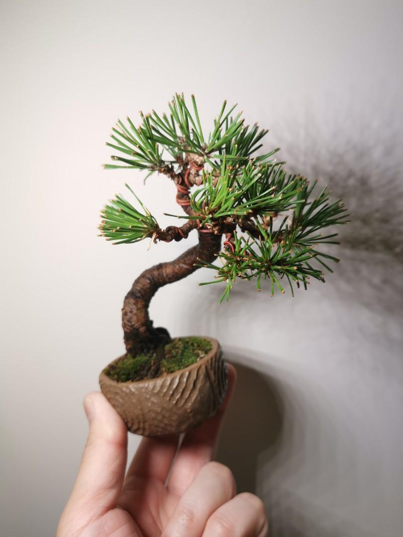 日本黑松盆景盆栽bonsai Black Pine 傢俬 家居 Gardening Plants Carousell