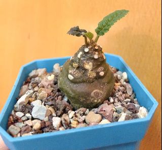 （分類：）位於 。 由 planting.buzz 提交（商品編號 1067728913，圖片 1）。簡介： 。