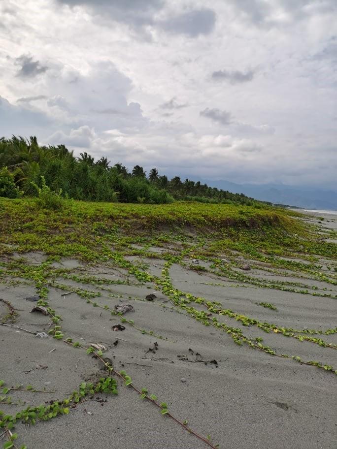 FOR SALE : Beachfront Property Lots (Category: Lot) located in Makati City. Submitted by hanevy (Listing ID 1065075792, Image 2). Description: FOR SALE: Beachfront Property Lot 🏝 ✅ Located in Barangay Ipil, Dipaculao, Aurora. It is the next Barangay after the Municipal Town proper of Baler, Aurora, around 10-15 minutes drive 🚗 from the Baler Town Proper. ✅ The property is safely documented with land titles. ✅ This property comes with coconut tr