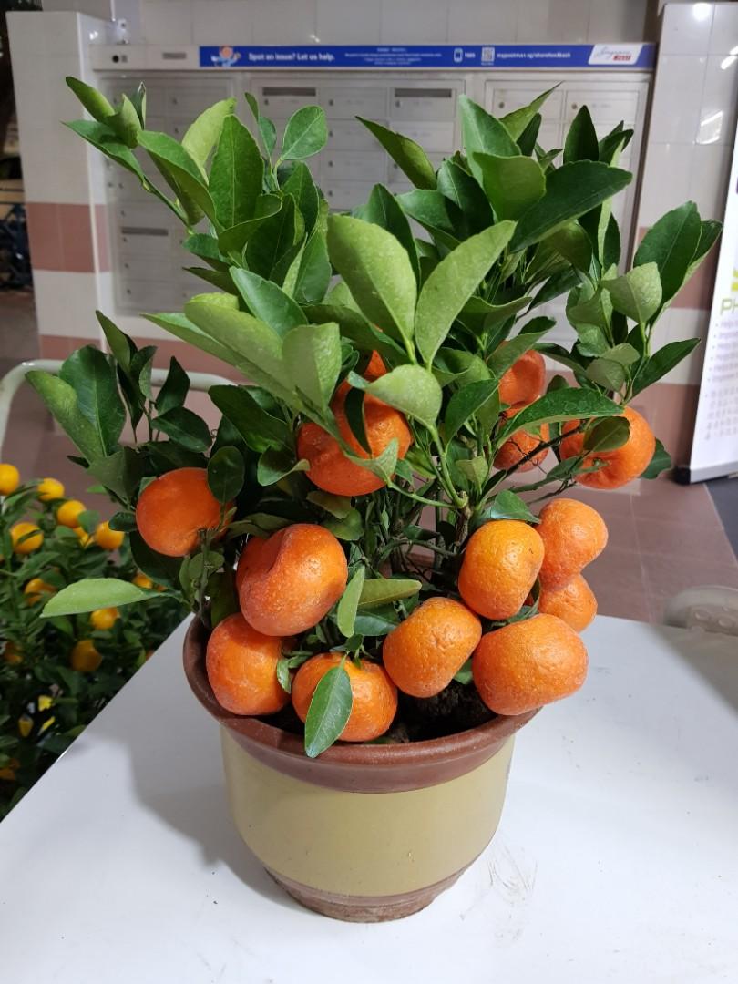 Table on sale orange plant