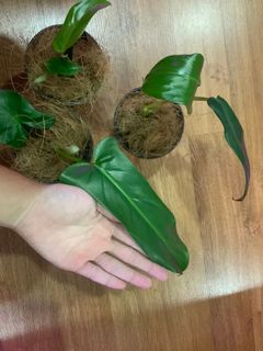 (Category: ) located in . Submitted by verde_botanical (Listing ID 1067629741, Image 1). Description: .