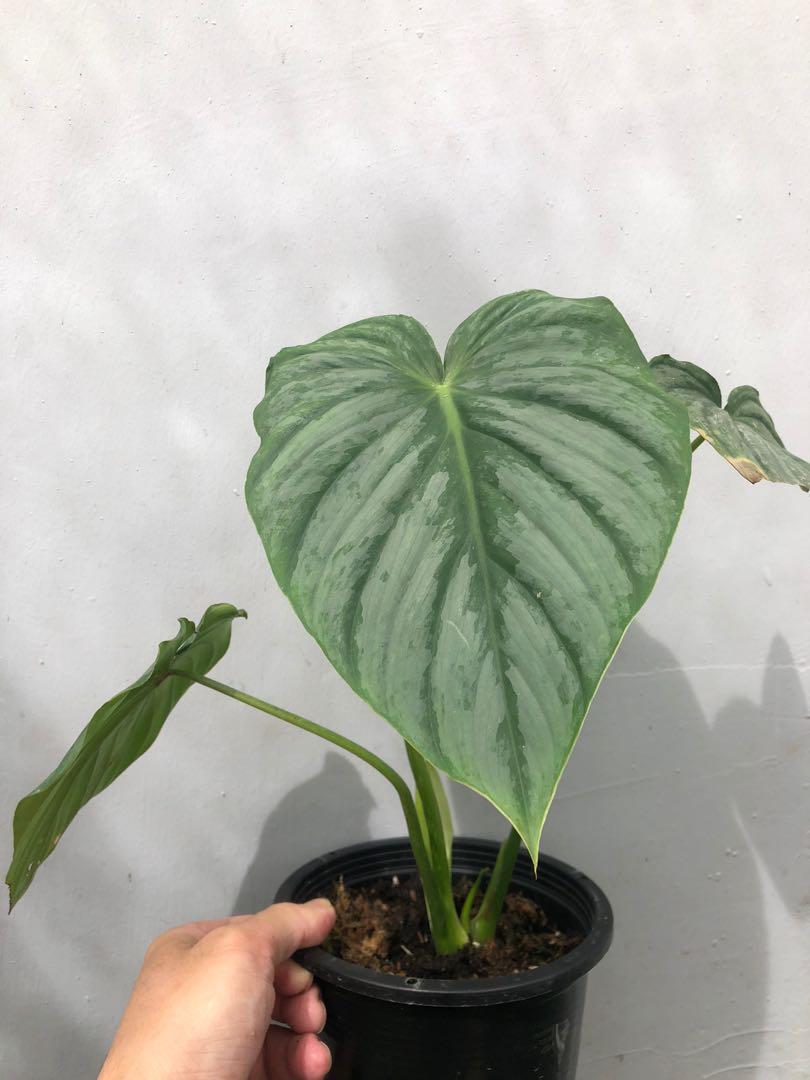 Philodendron Pastazanum Silver Home Furniture Gardening On Carousell